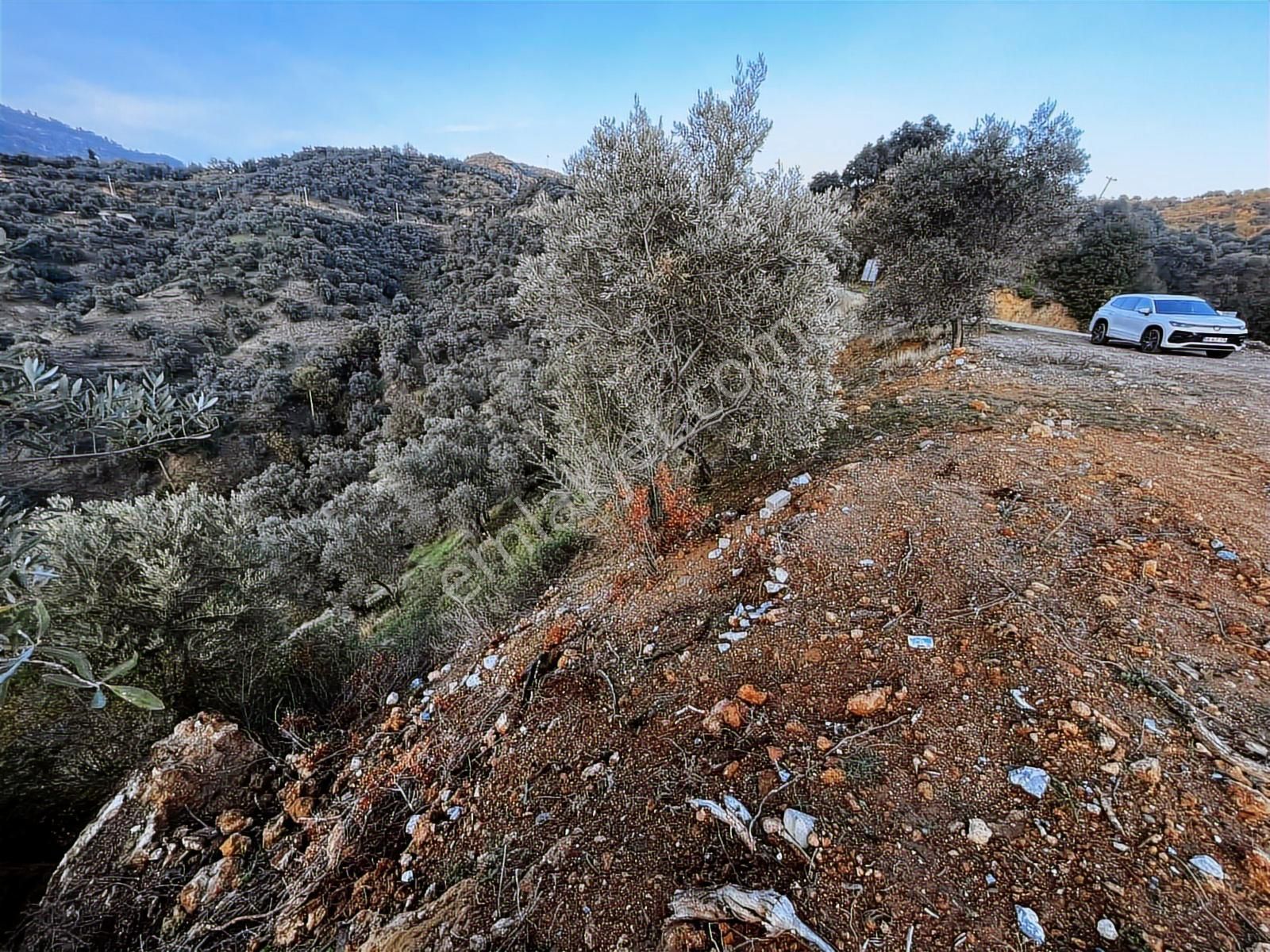 Aydın Efelerde 3 Tapu Tek Fiyat Manzaralı Zeytinlik - Görsel 16