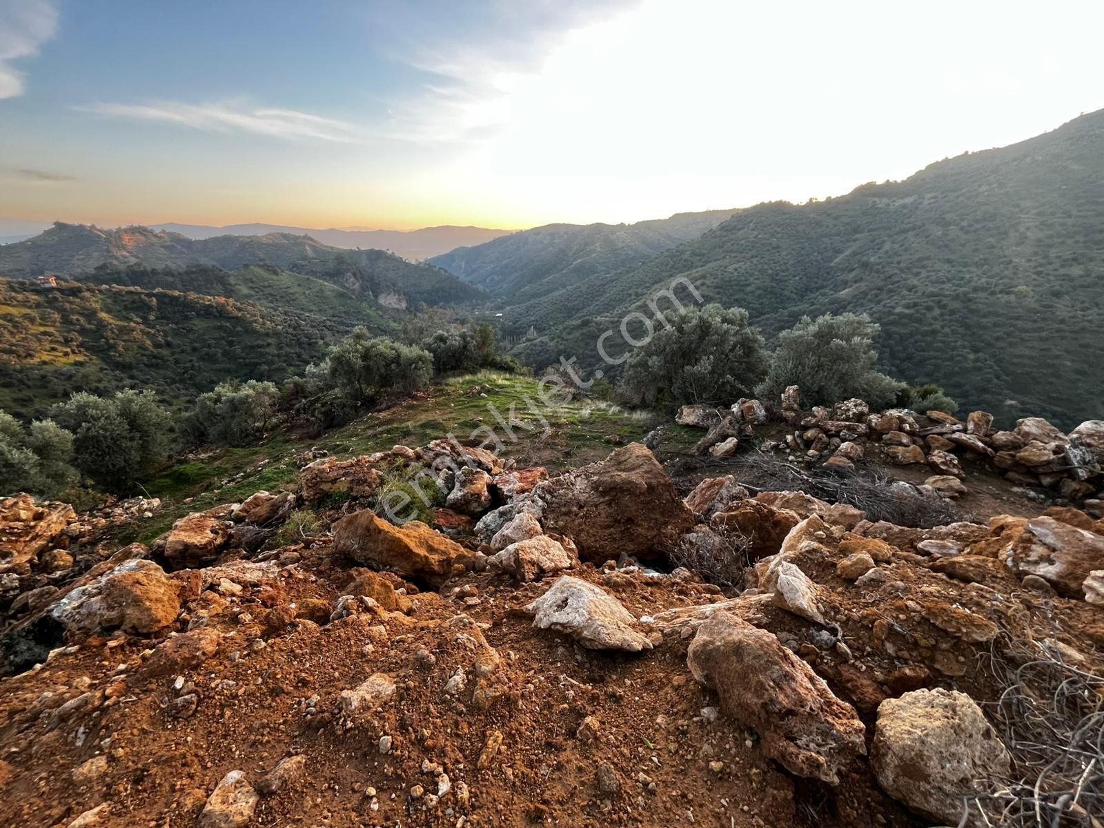 Aydın Efelerde 3 Tapu Tek Fiyat Manzaralı Zeytinlik - Görsel 8