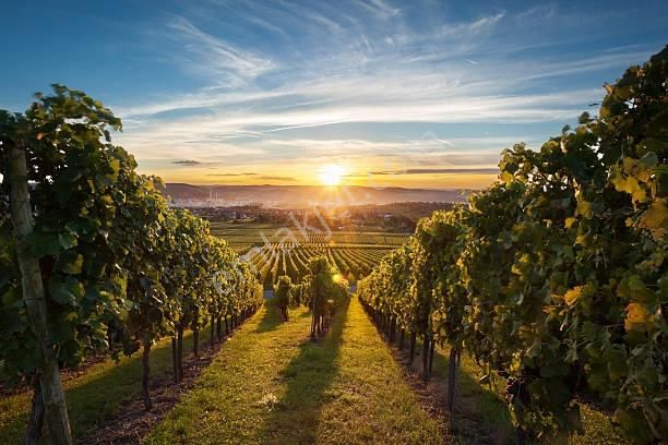 Kuttaş'tan Satılık Bağ Topsakal'ın Altında Ana Yola 2. Bağ