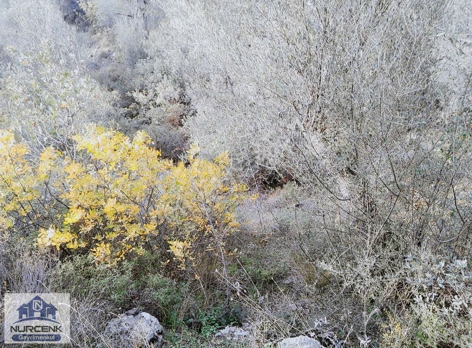 İzmır Bayındr Ergenli'de 100 Ağac 3857 M2 Satılık Zeytınlık - Görsel 3