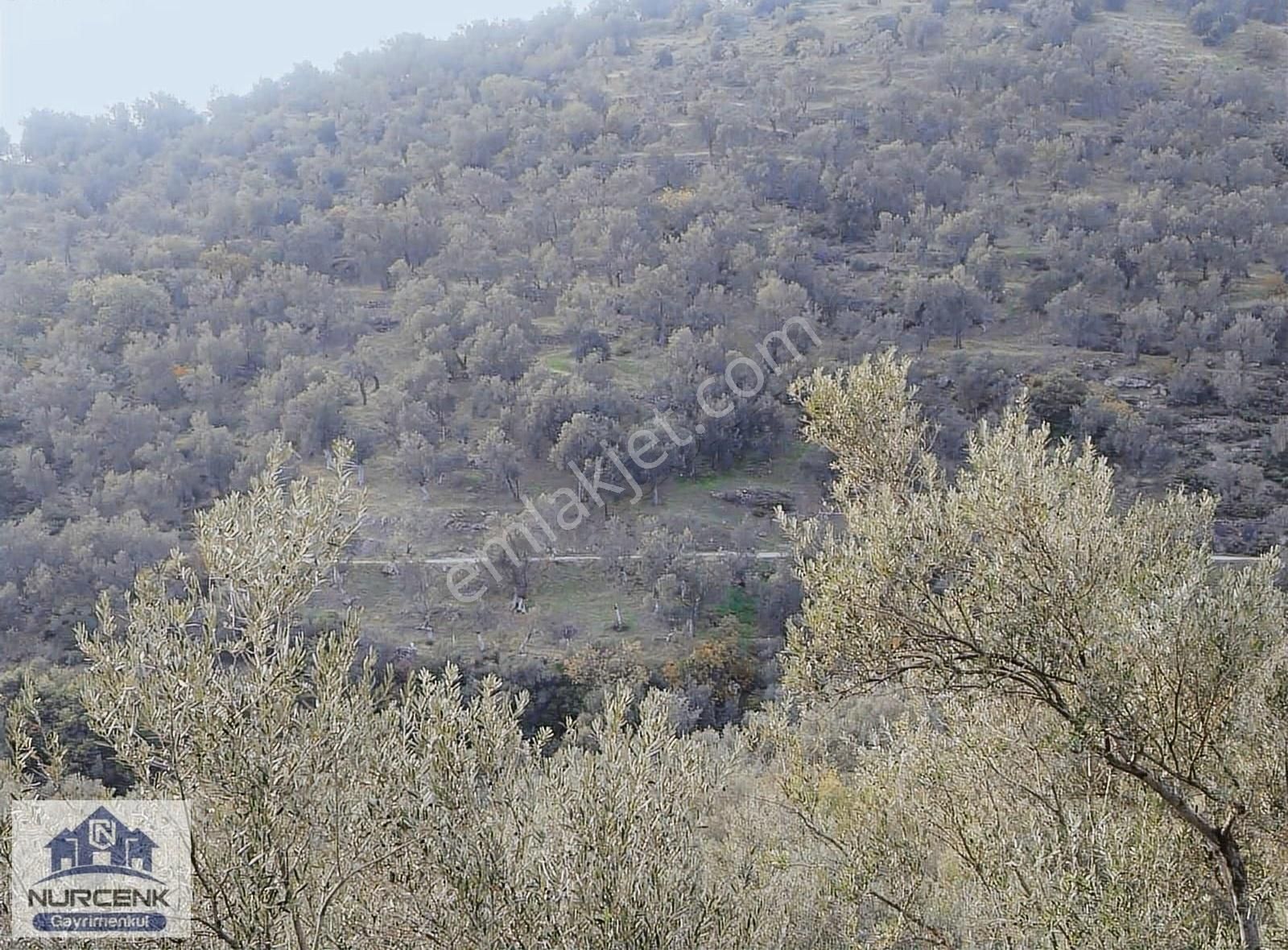 İzmır Bayındr Ergenli'de 100 Ağac 3857 M2 Satılık Zeytınlık - Görsel 2