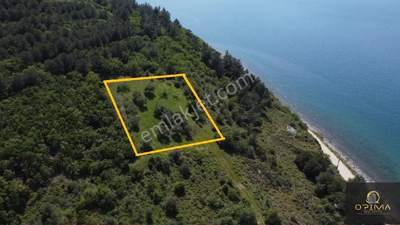 Opima Emlaktan Ocaklarda Şahane Deniz Manzaralı Satılık Zeytinlik - Görsel 2