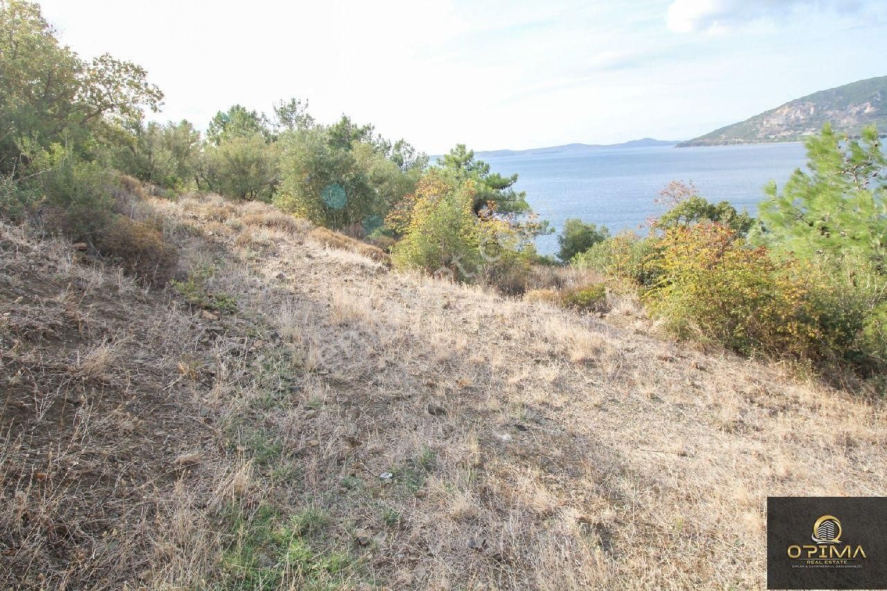 Opima Emlaktan Ocaklarda Şahane Deniz Manzaralı Satılık Zeytinlik - Görsel 12
