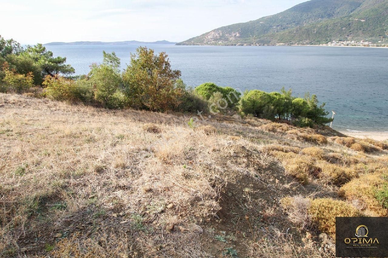 Opima Emlaktan Ocaklarda Şahane Deniz Manzaralı Satılık Zeytinlik - Görsel 6