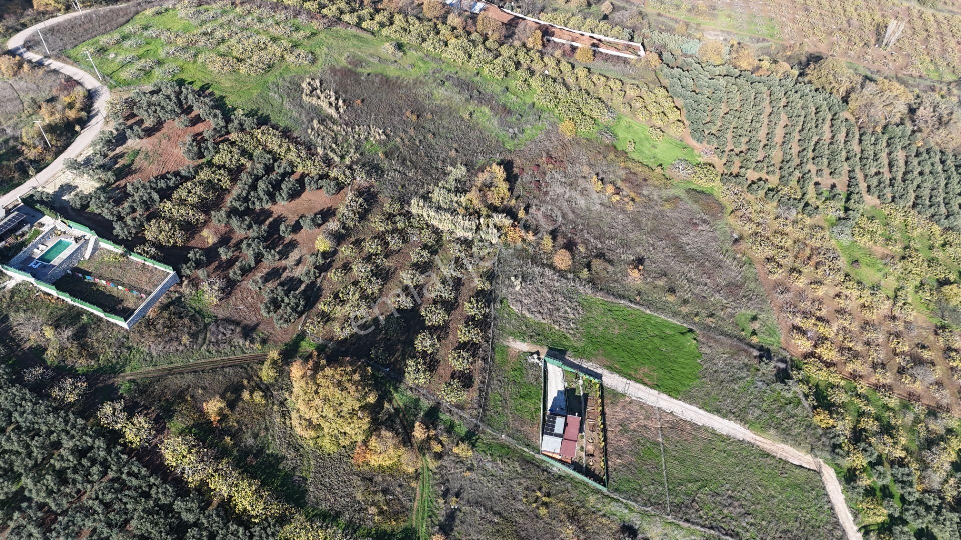 Gündoğdu Dürdane Mevkii 2.774 M2 Müstakil Parsel Satılık Tarla - Görsel 10