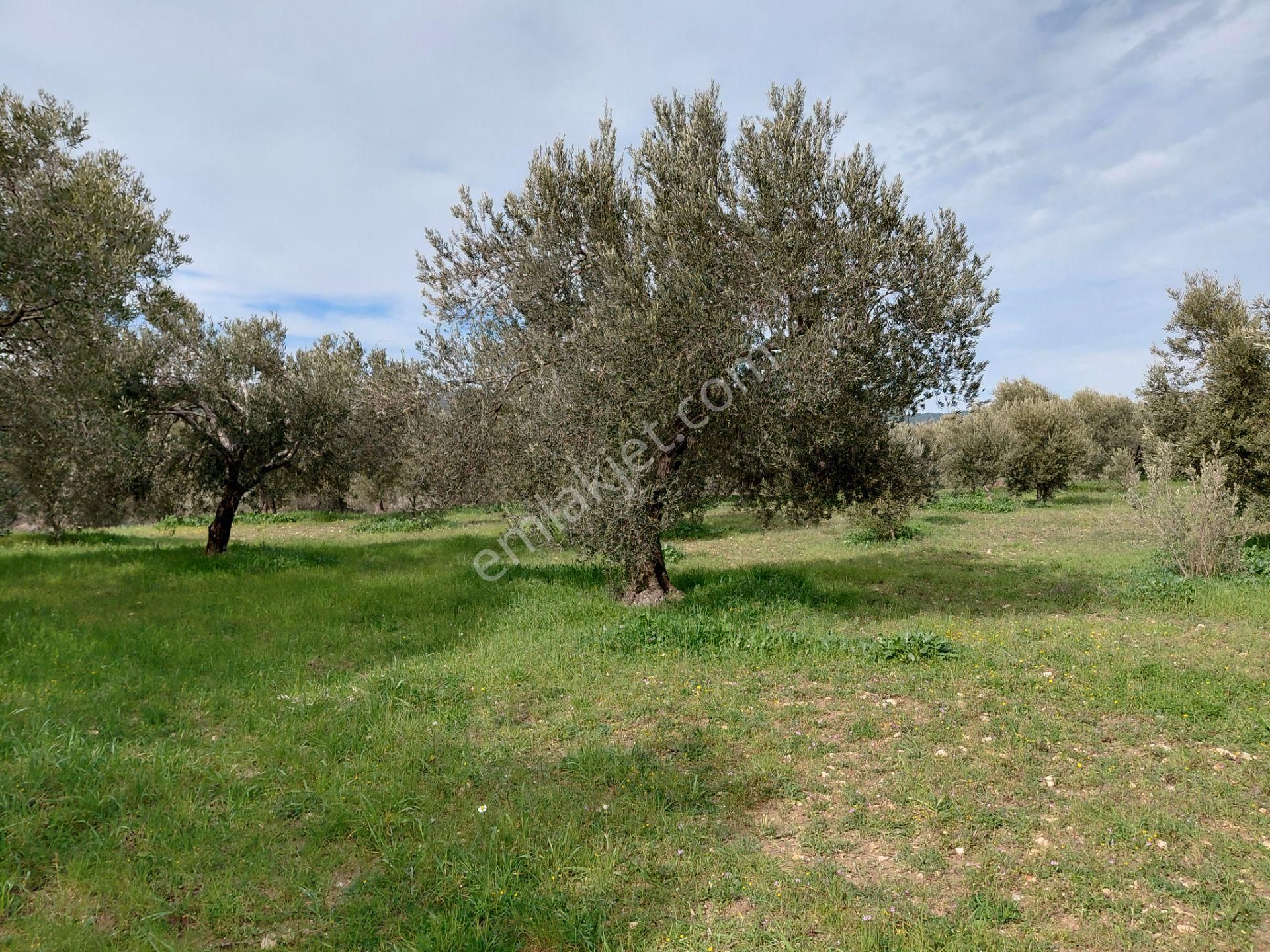 Akhisar Sünnetciler De Satılık 10.700 M2 Zeytinlik 2.675.000 Tl - Görsel 16