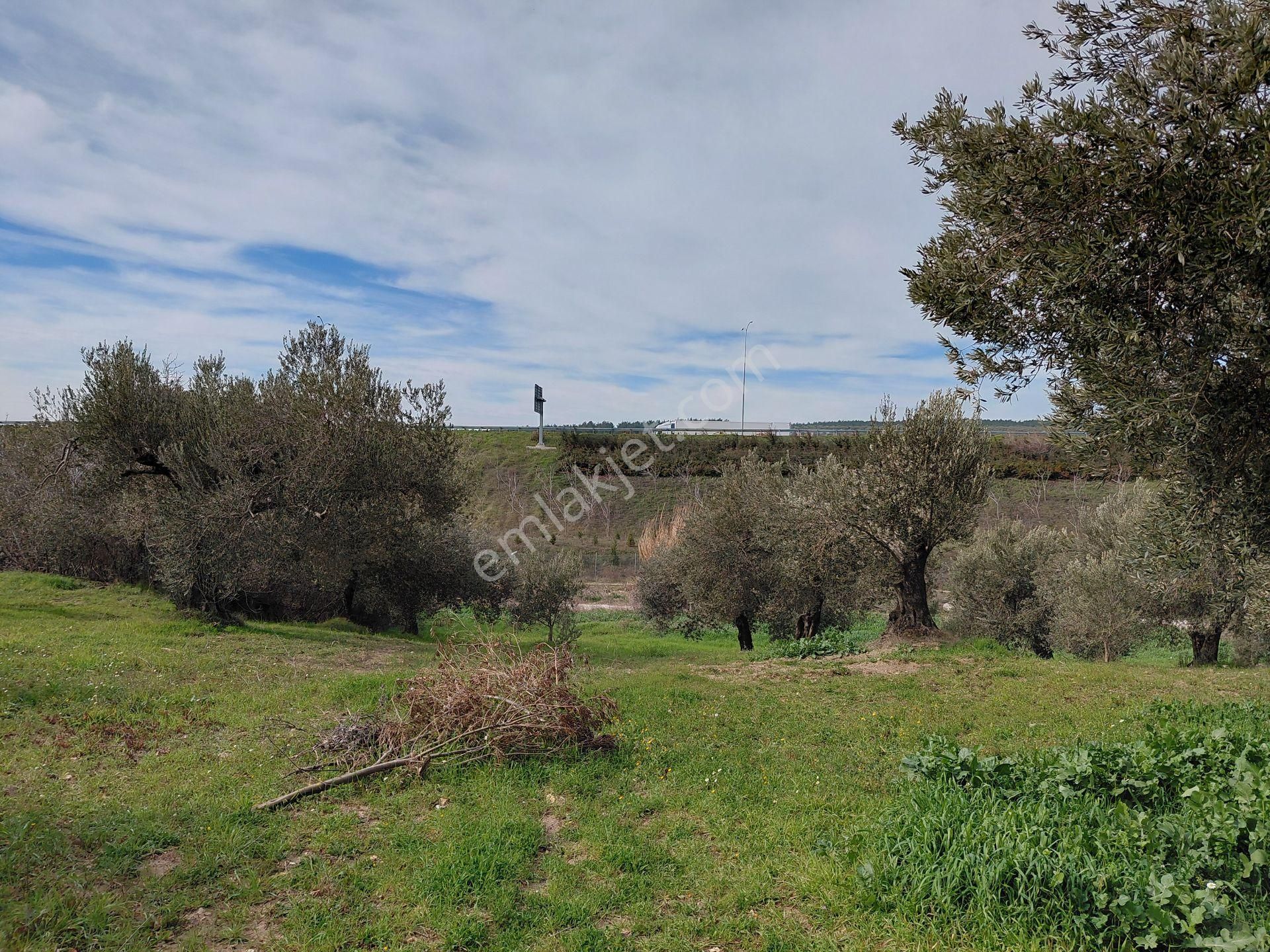 Akhisar Sünnetciler De Satılık 10.700 M2 Zeytinlik 2.675.000 Tl