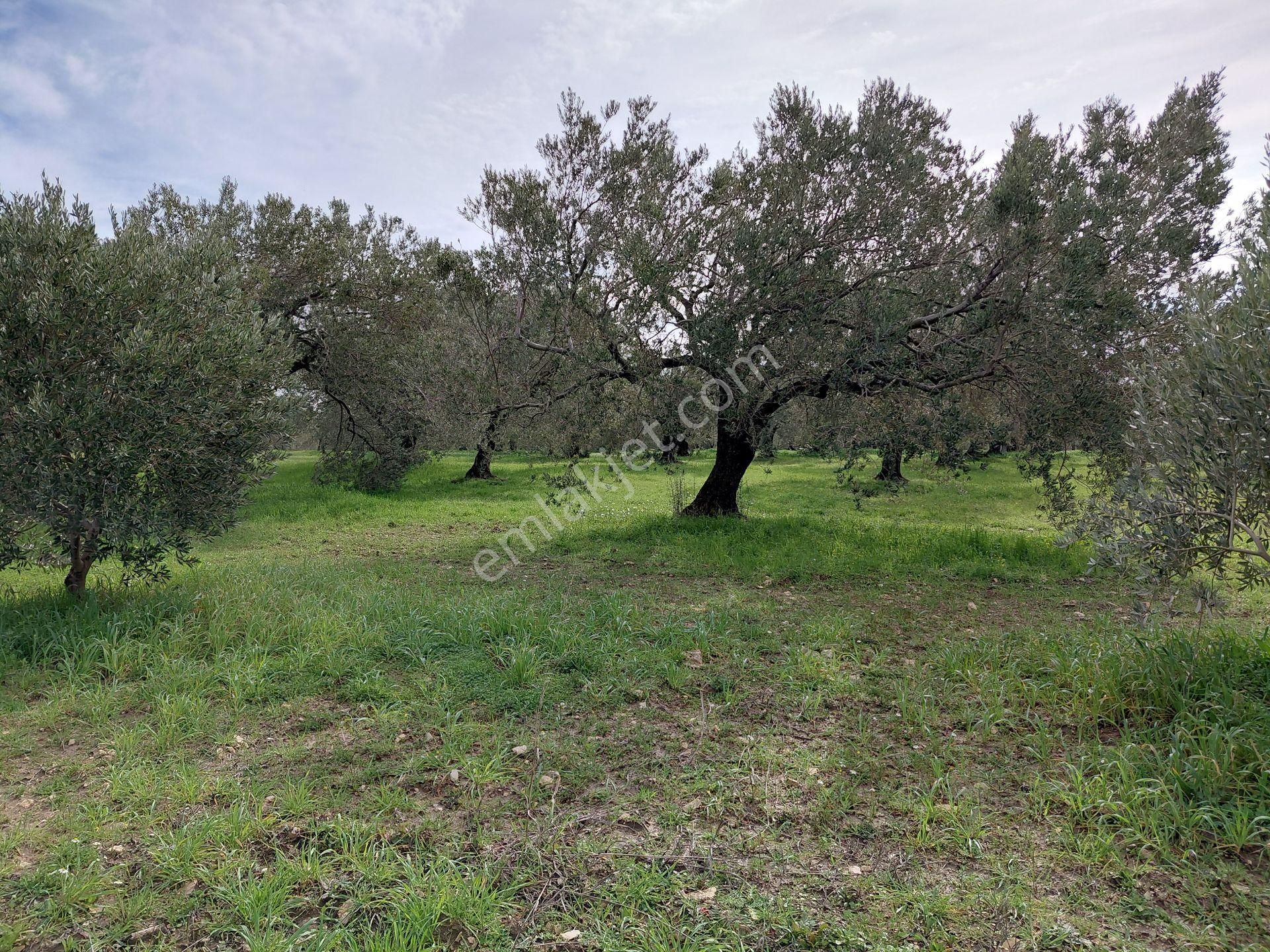 Akhisar Sünnetciler De Satılık 10.700 M2 Zeytinlik 2.675.000 Tl - Görsel 7