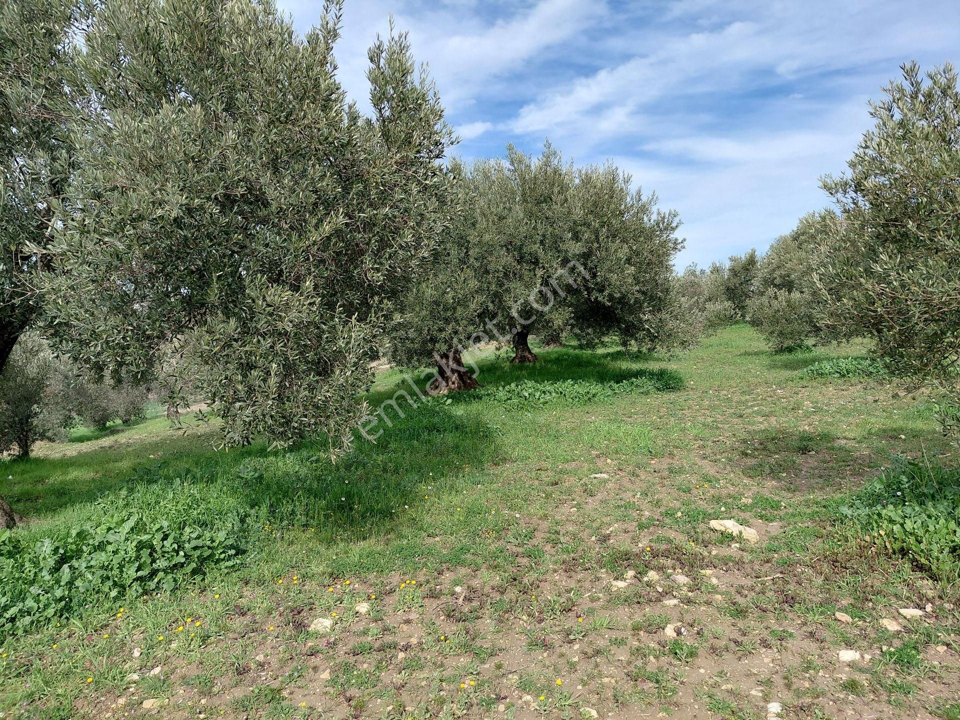 Akhisar Sünnetciler De Satılık 10.700 M2 Zeytinlik 2.675.000 Tl - Görsel 3