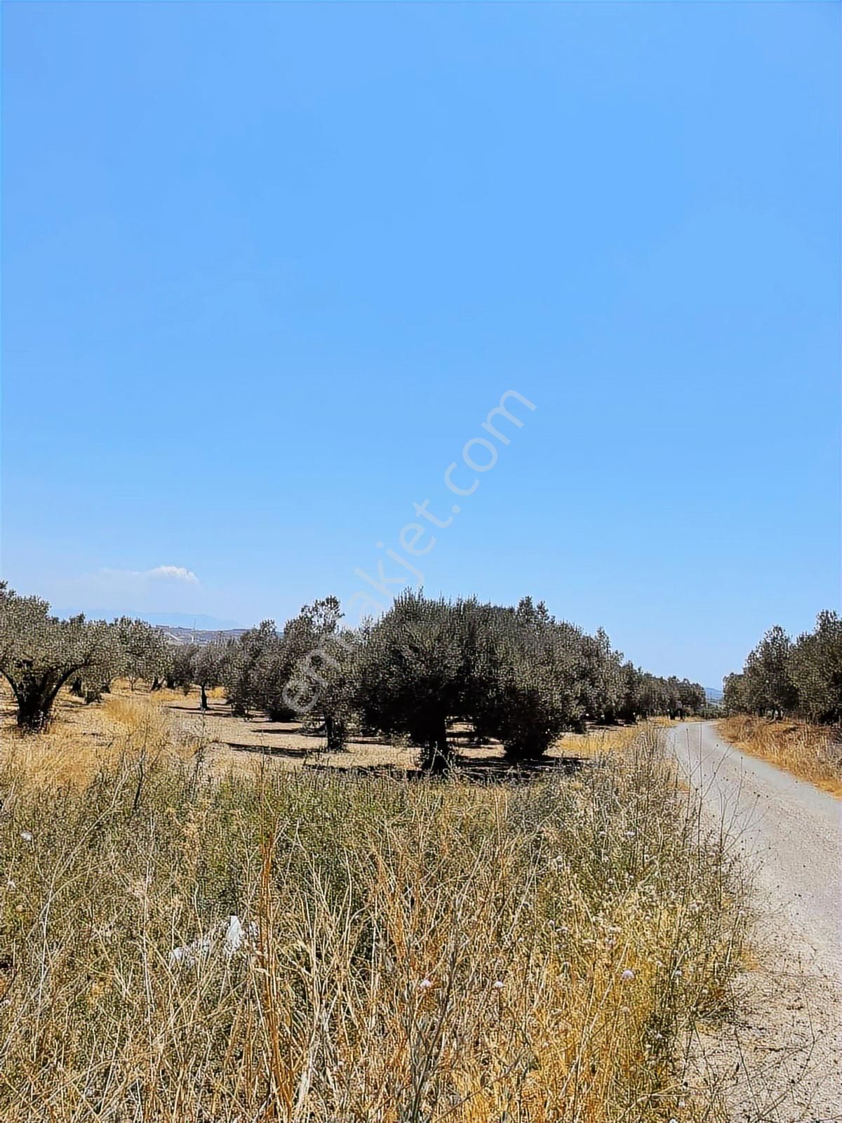 Foça Gerenköy'de Yol Cepheli Zeytin Verimli Tarla - Görsel 3