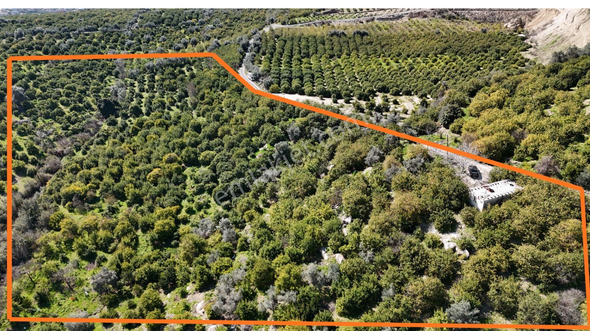 Mersin Elvanlı'da Satılık Limon Bahçesi