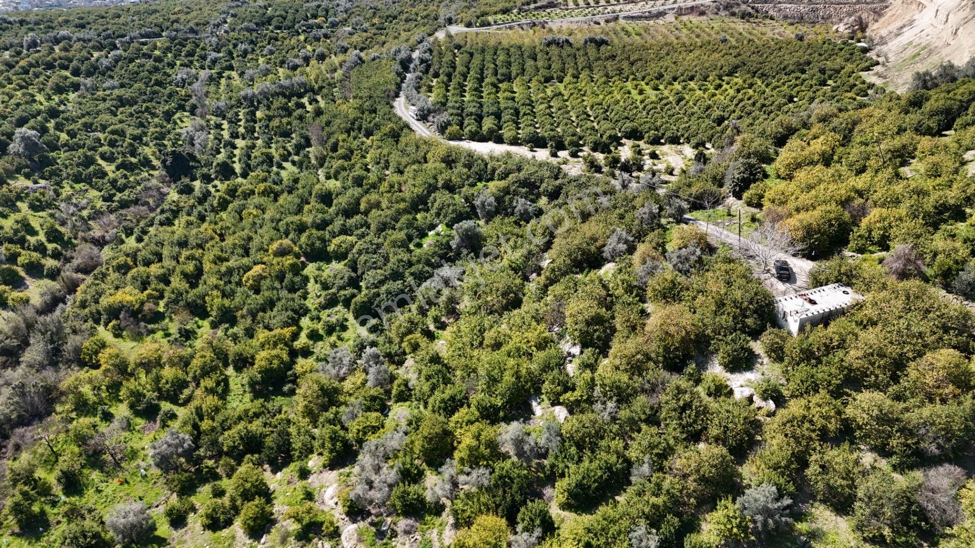 Mersin Elvanlı'da Satılık Limon Bahçesi - Görsel 8