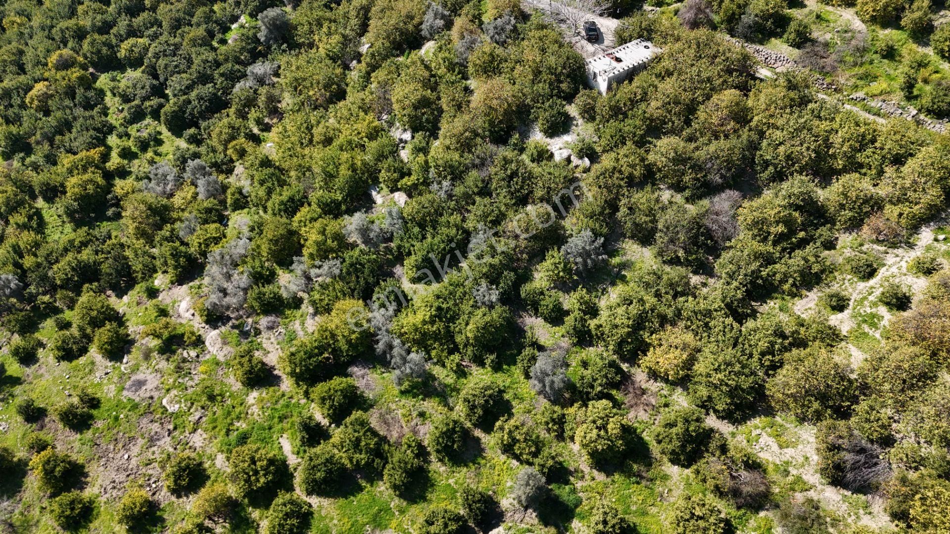 Mersin Elvanlı'da Satılık Limon Bahçesi - Görsel 5