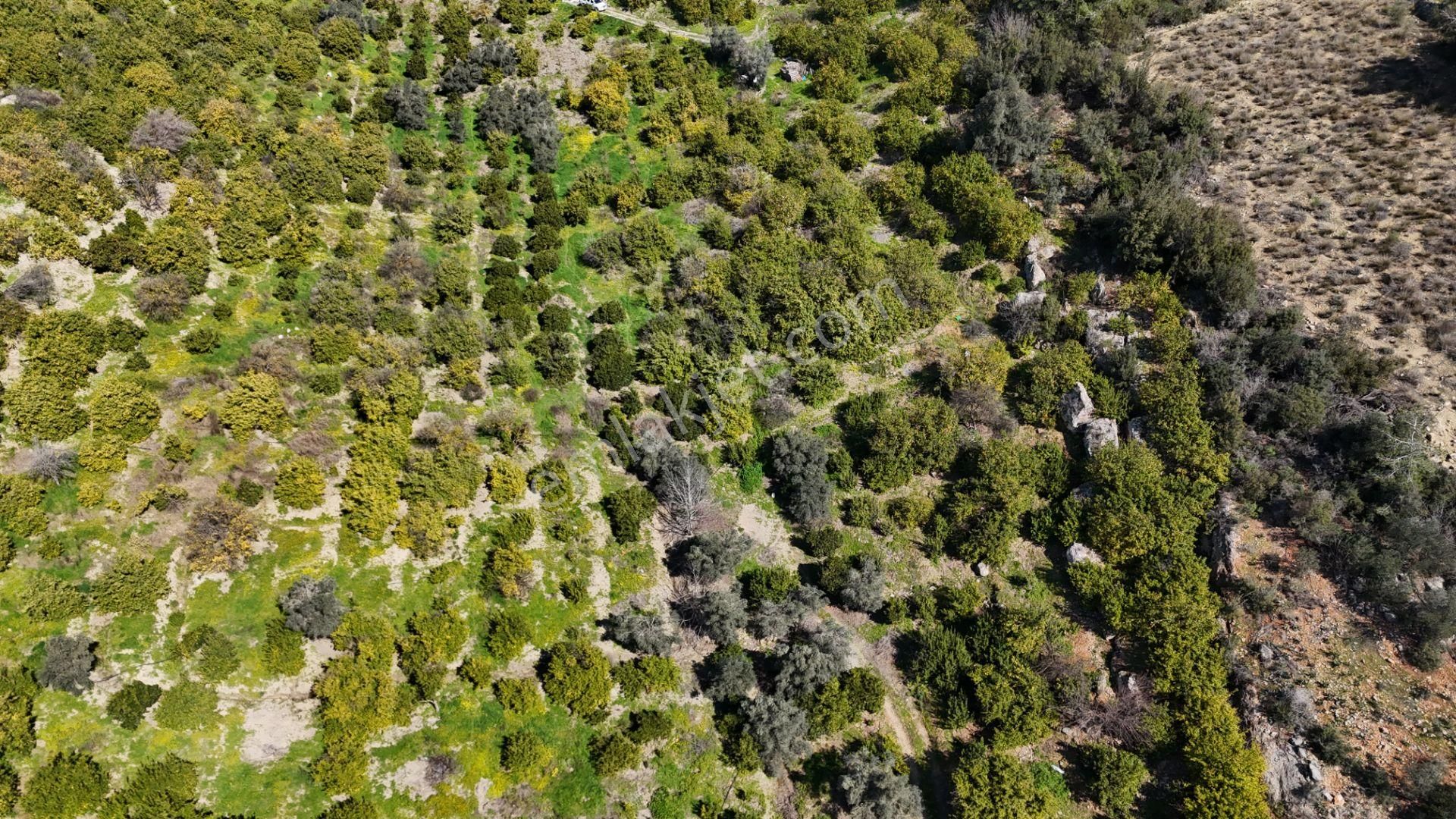 Mersin Elvanlı'da Satılık Limon Bahçesi - Görsel 4