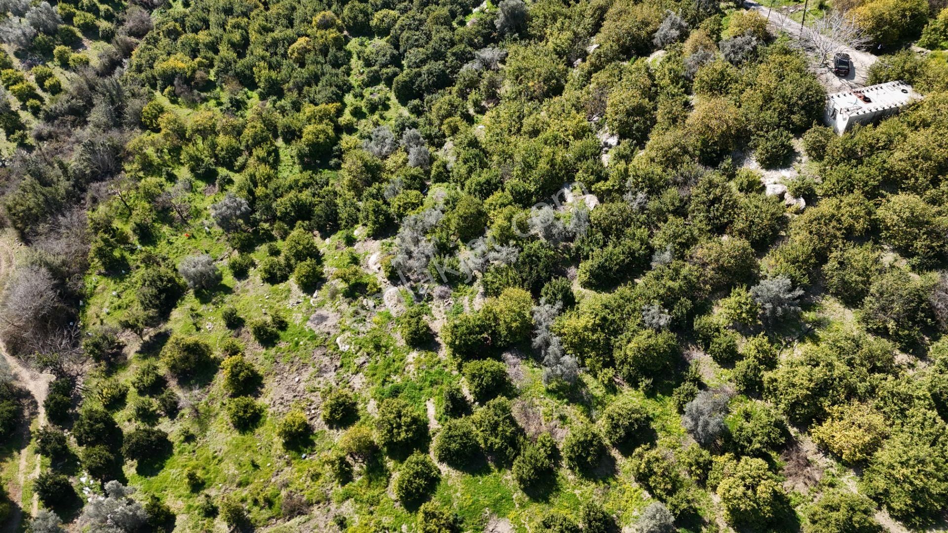 Mersin Elvanlı'da Satılık Limon Bahçesi - Görsel 2