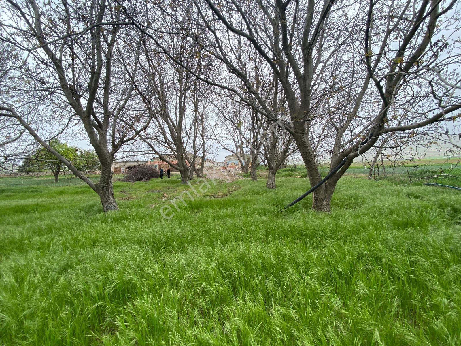 🌿 Elazığ Koruk Köyünde Yatırımlık & Üretime Uygun Tarla 🌿 - Görsel 28