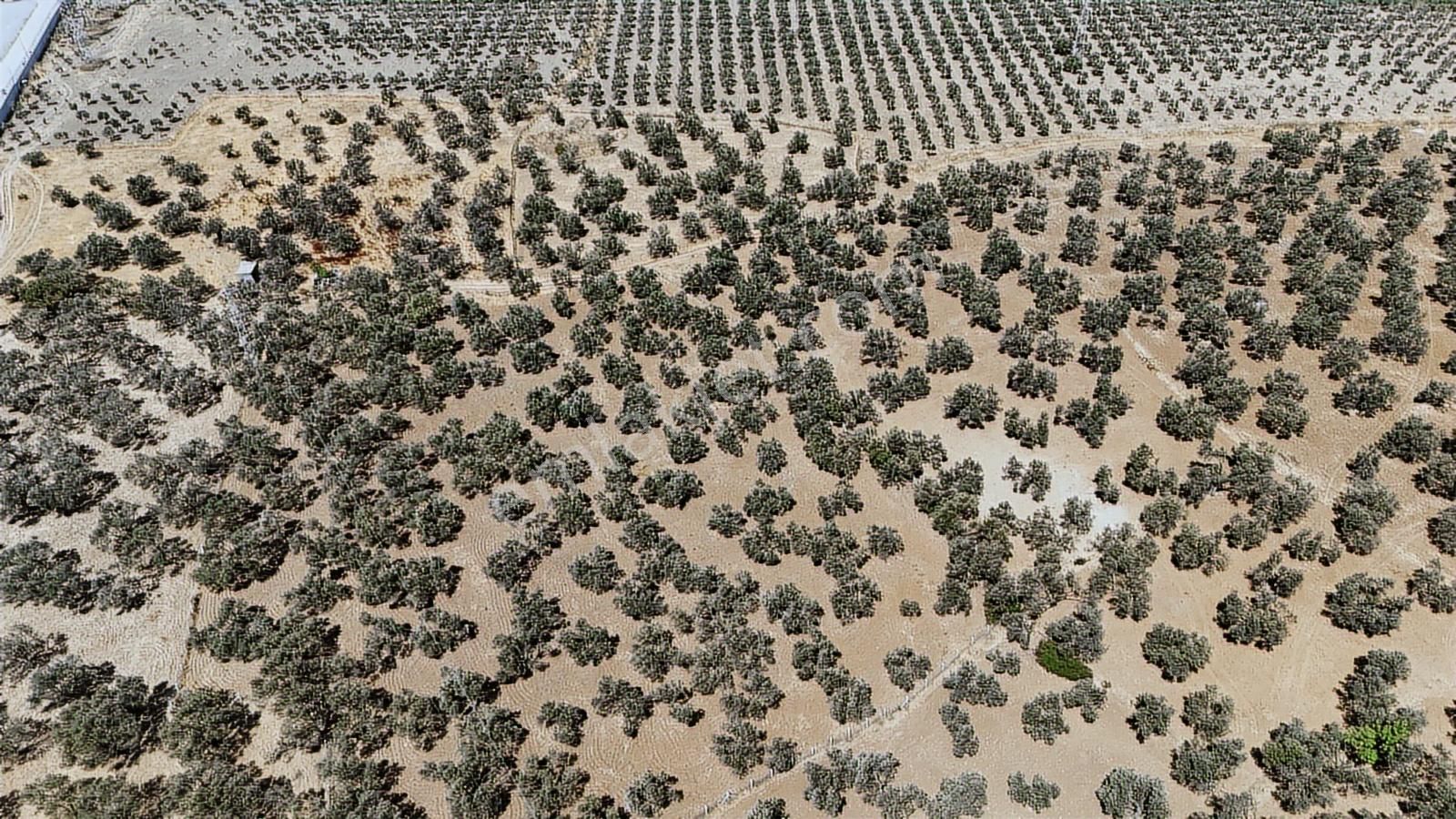 Era Angel'dan 14.468 M2 İzmir- Çanakkale Yolu Üzerinde Zeytinlik - Görsel 6
