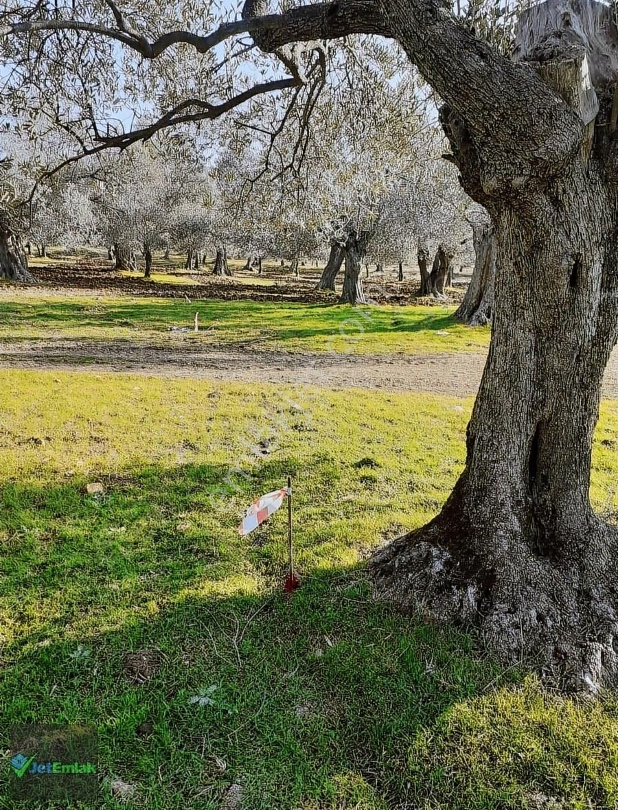Jet'ten Kalabakta Resmi Yolu Olan Satılık Hobi Bahçesi 260 M2 - Görsel 24