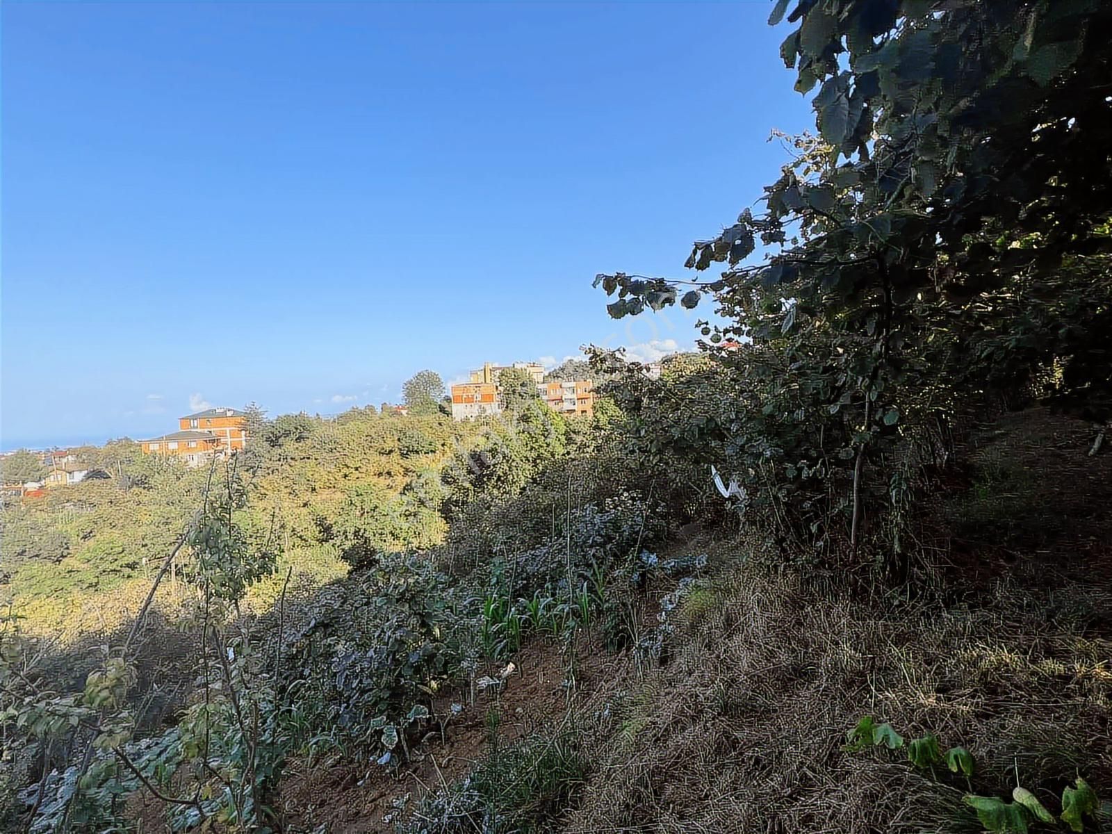 Trabzon Çimenli Parselli 785m2 Arsa - Görsel 6