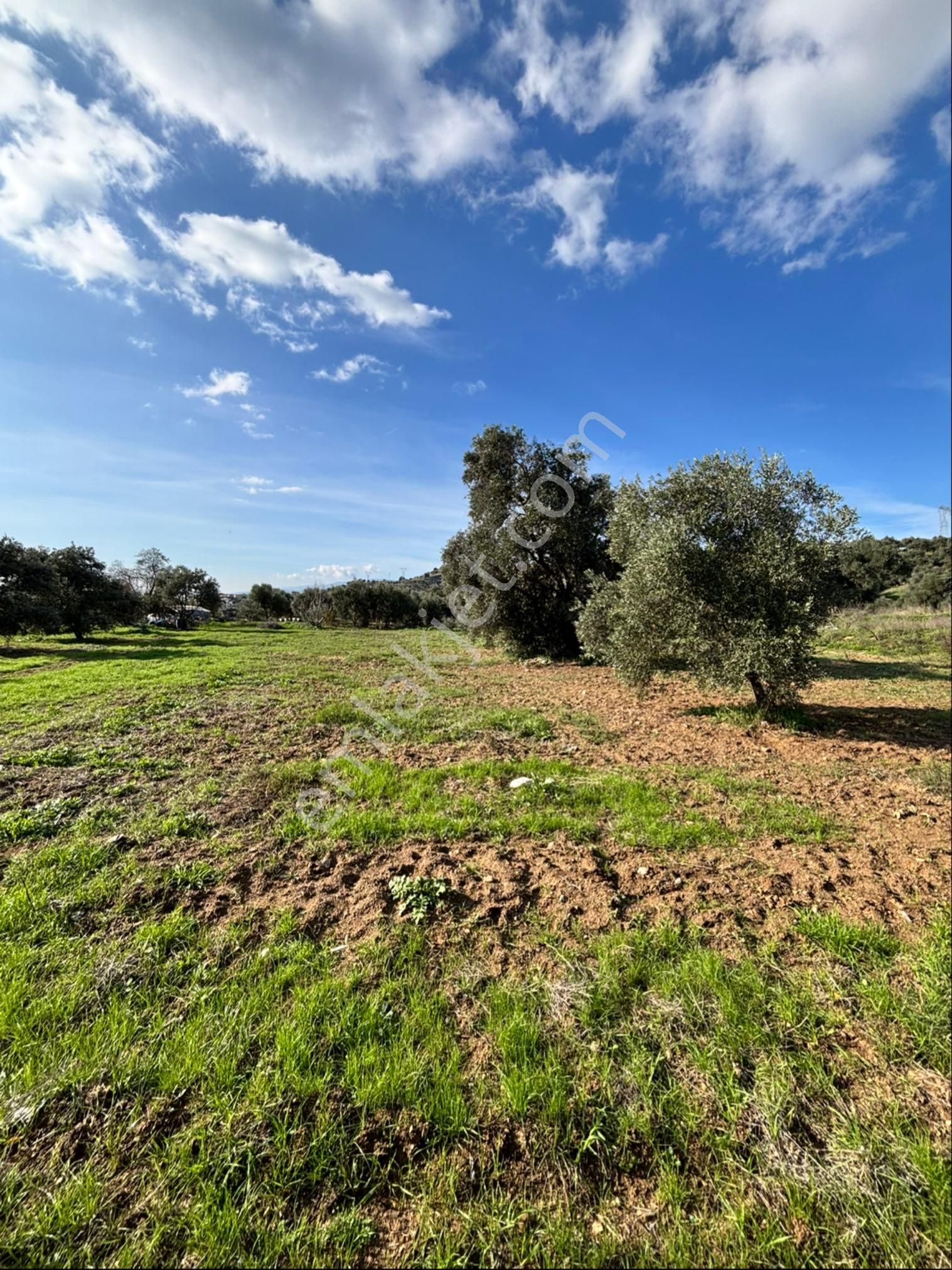 Nazilli Güzelköyde 5.000 M2 Satılık İncir Bahçesi - Görsel 15