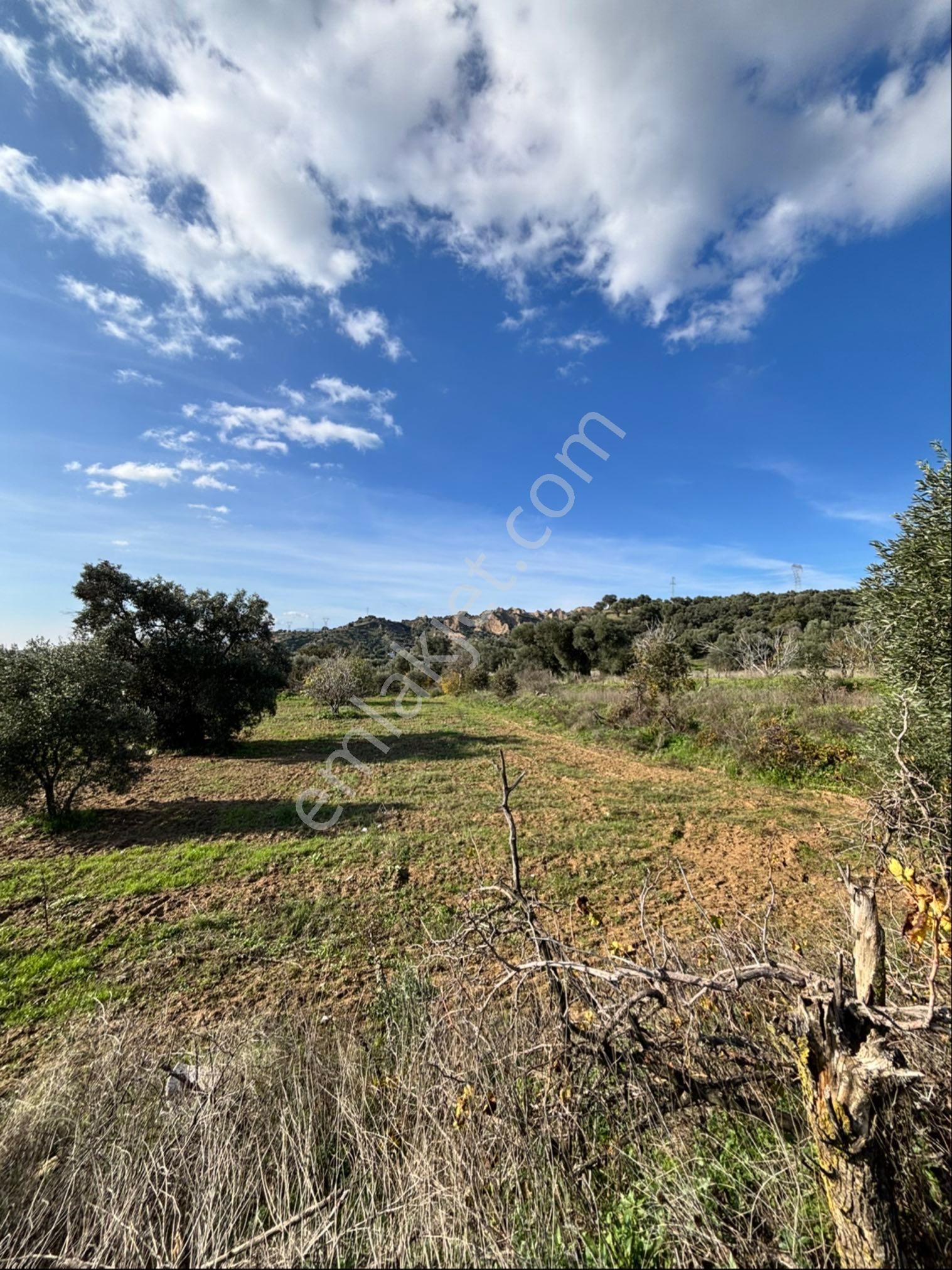 Nazilli Güzelköyde 5.000 M2 Satılık İncir Bahçesi - Görsel 5