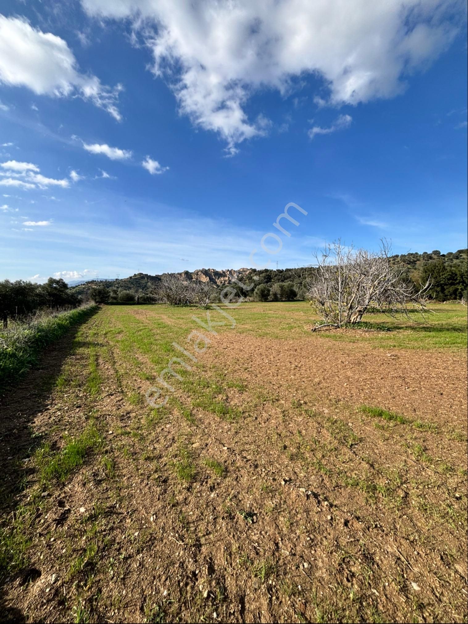 Nazilli Güzelköyde 5.000 M2 Satılık İncir Bahçesi - Görsel 12