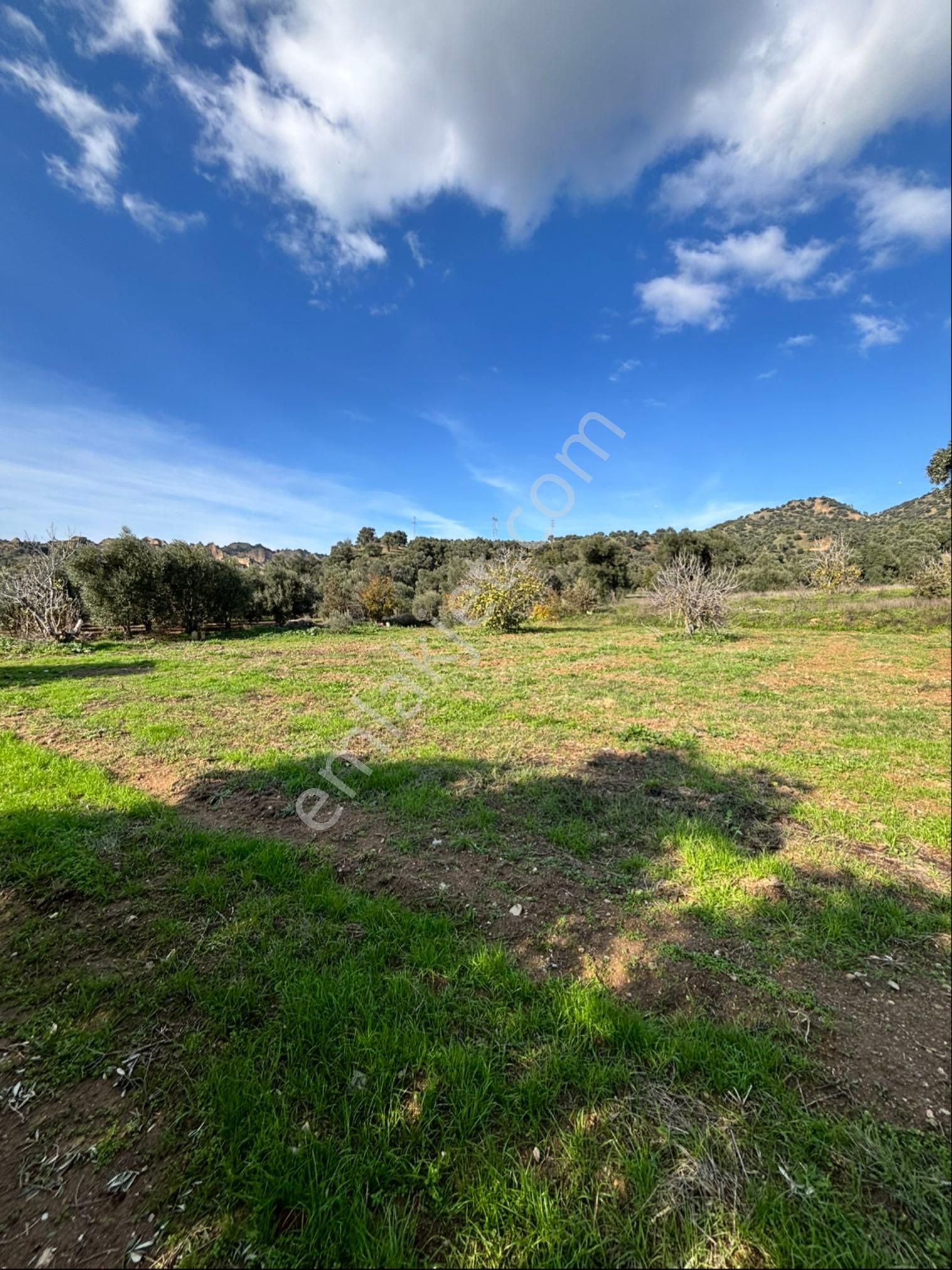 Nazilli Güzelköyde 5.000 M2 Satılık İncir Bahçesi - Görsel 16