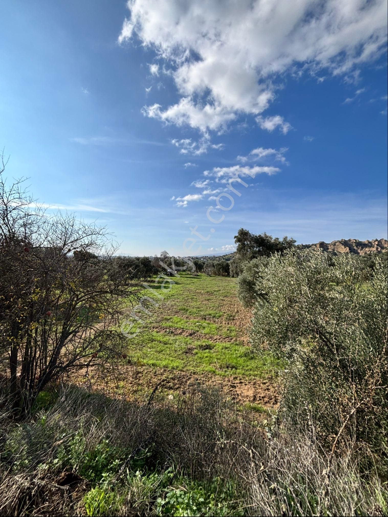 Nazilli Güzelköyde 5.000 M2 Satılık İncir Bahçesi - Görsel 8