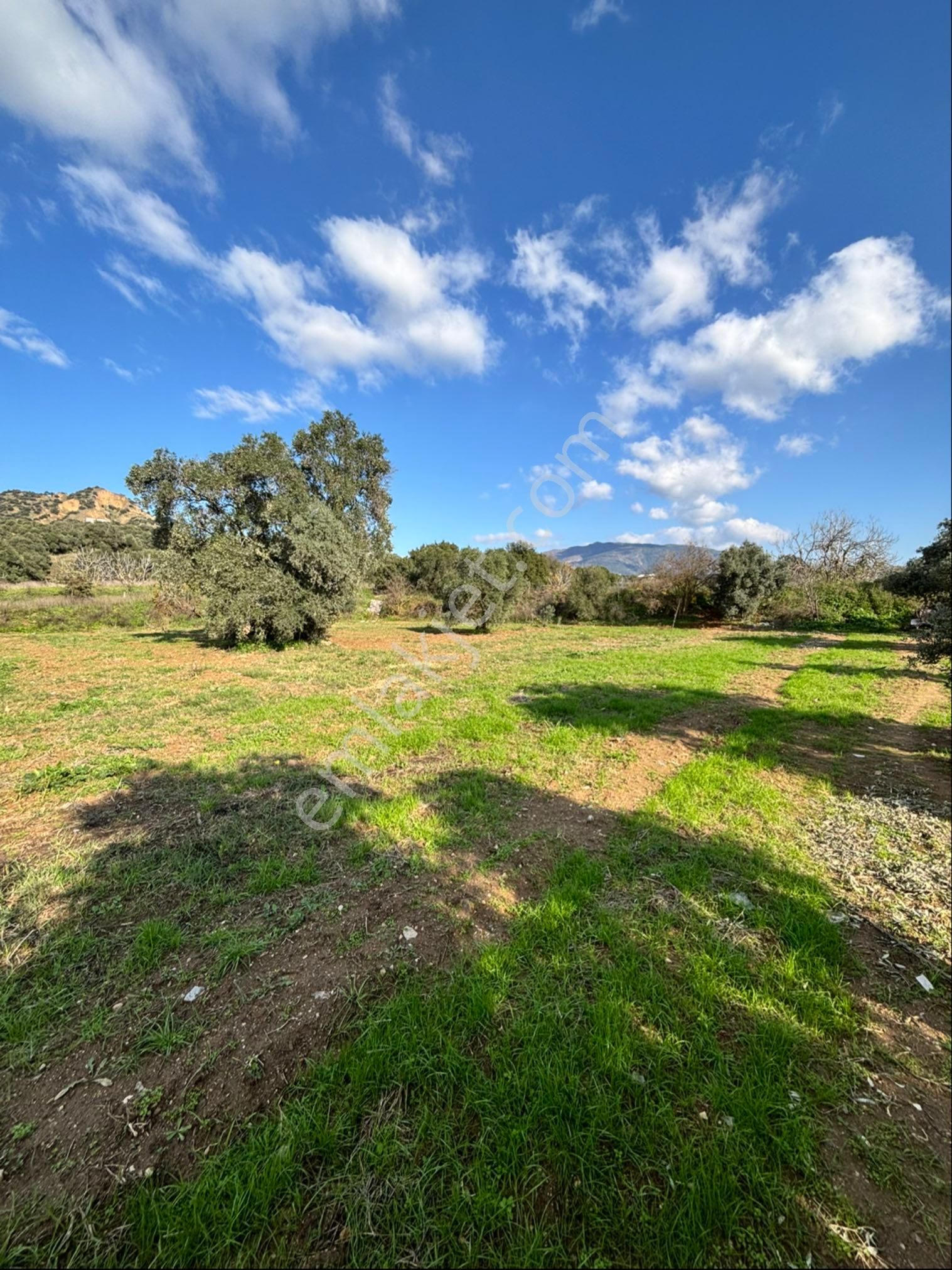 Nazilli Güzelköyde 5.000 M2 Satılık İncir Bahçesi - Görsel 17