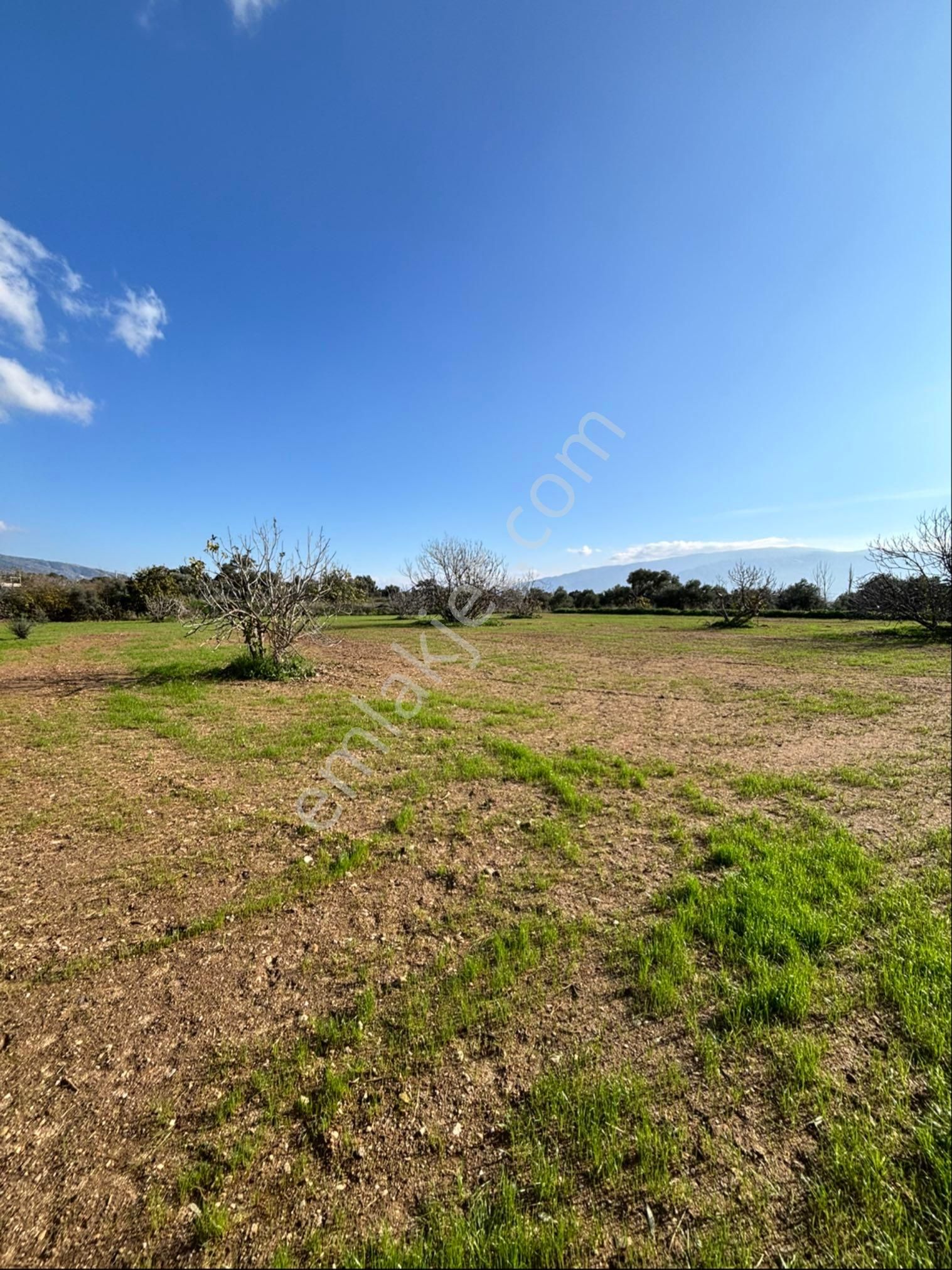 Nazilli Güzelköyde 5.000 M2 Satılık İncir Bahçesi - Görsel 3