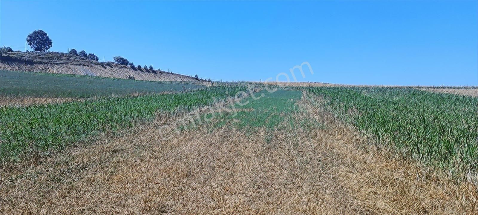 Kaynarca Yolu Yanı 1208m2 Müstakil Tek Tapu Tarla Araç Takaslı - Görsel 2