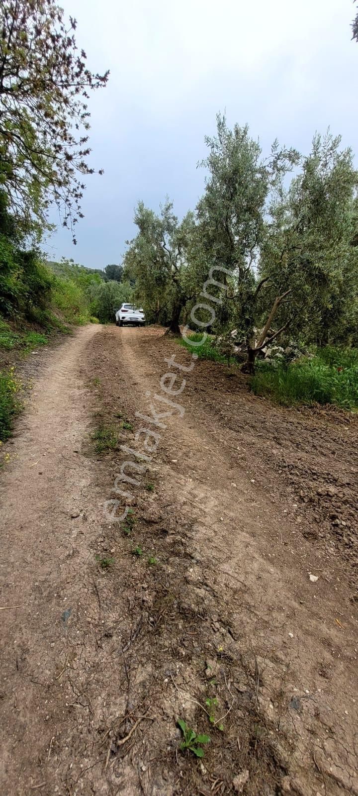 Mudanya Dereköyde Yola Çephe Ve Köye Yakın Yatırımlık Zeytinlik - Görsel 6