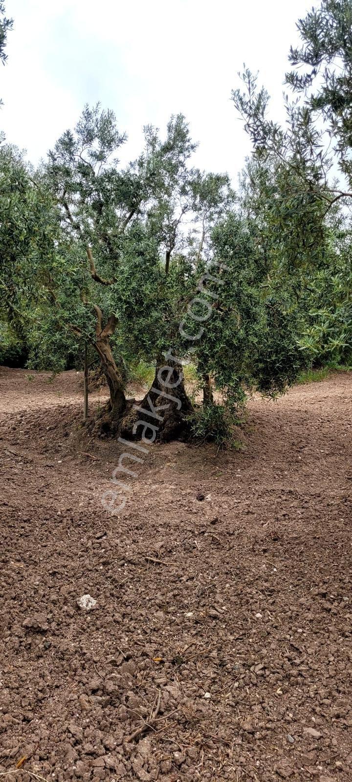 Mudanya Dereköyde Yola Çephe Ve Köye Yakın Yatırımlık Zeytinlik - Görsel 4