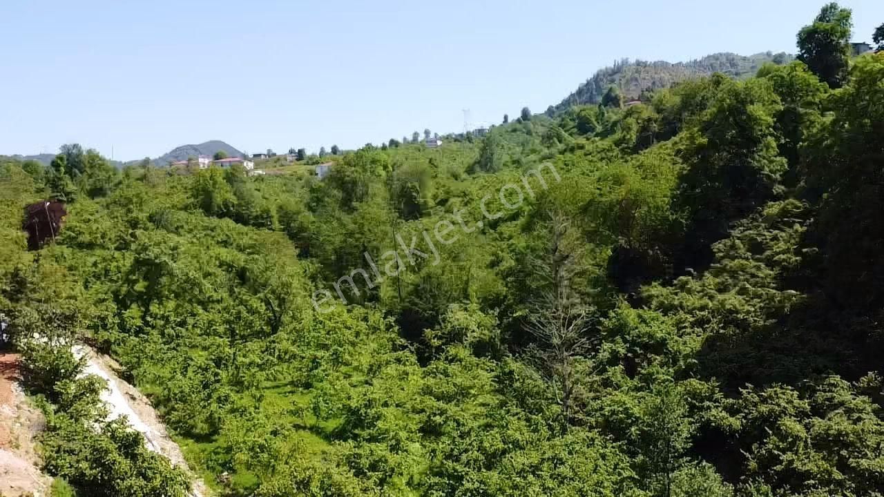 Yomra Çınarlı'da Satılık 10 Dönüm Fındıklık - Görsel 8