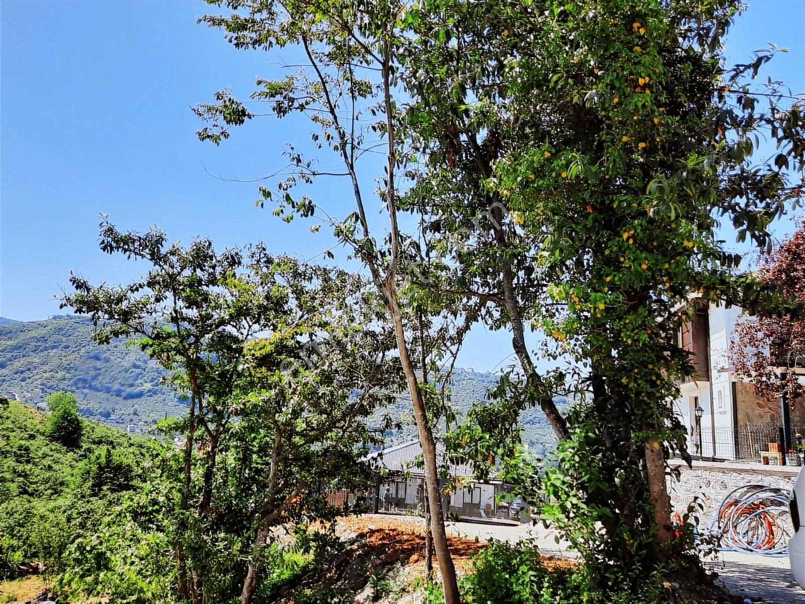 Yomra Çınarlı'da Satılık 10 Dönüm Fındıklık - Görsel 3