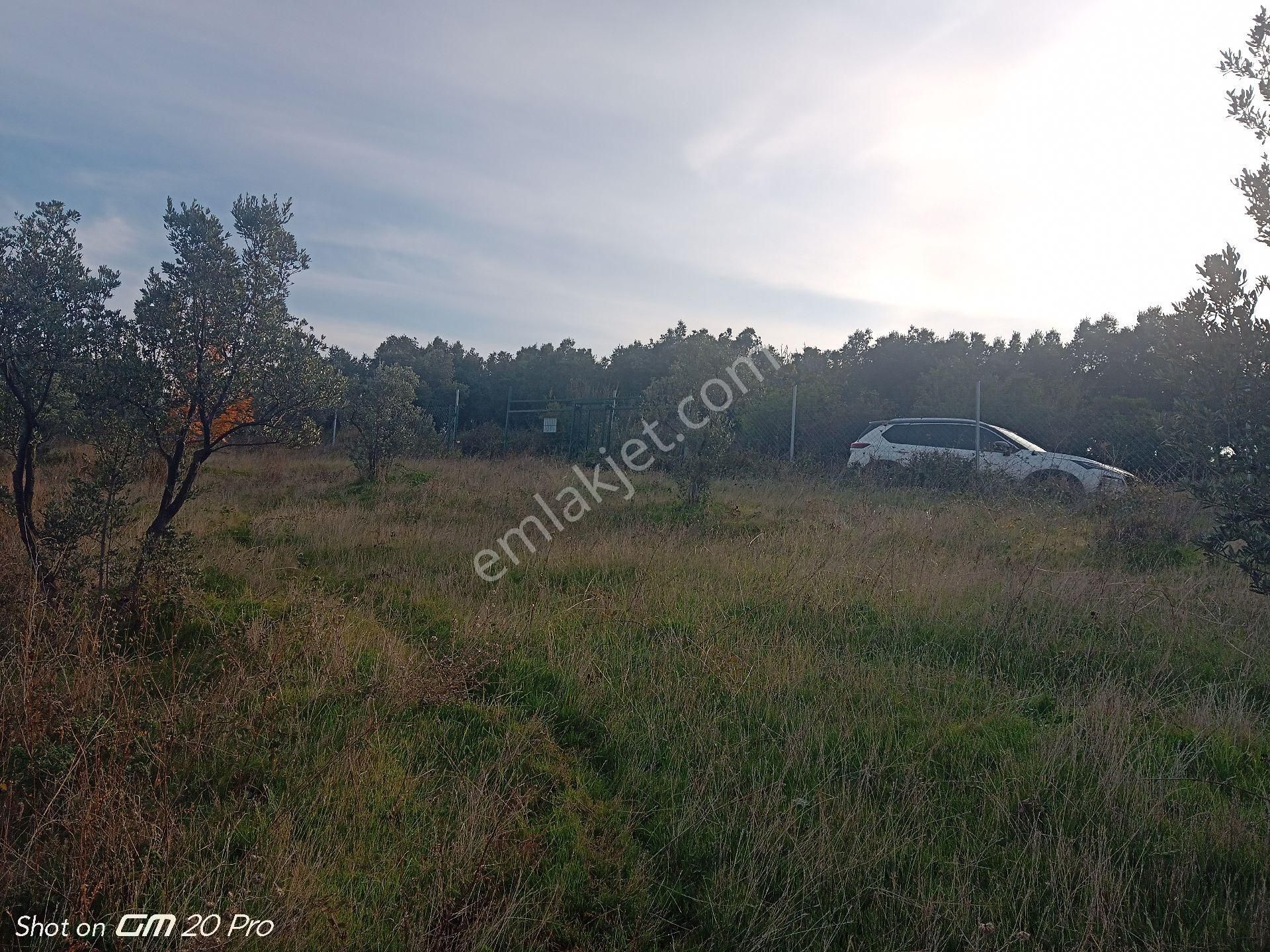 Mudanya Trilye Deniz Manzaralı Zeytinlik - Görsel 21