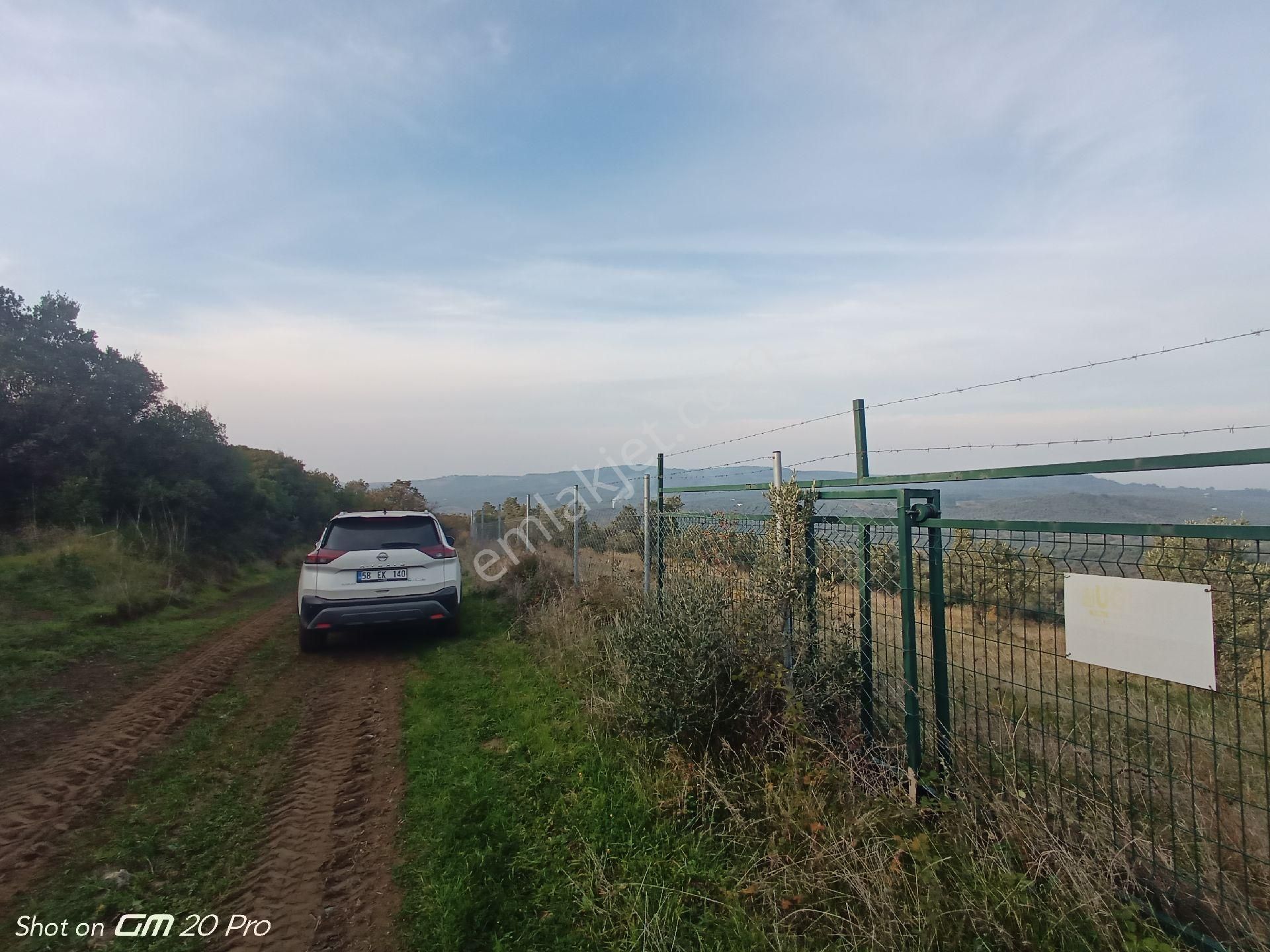 Mudanya Trilye Deniz Manzaralı Zeytinlik - Görsel 10