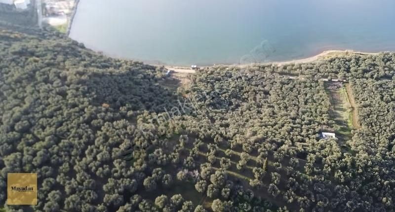 Bandırma Edincikte Deniz Manzaralı 2.260 M² Zeytinlik - Görsel 2