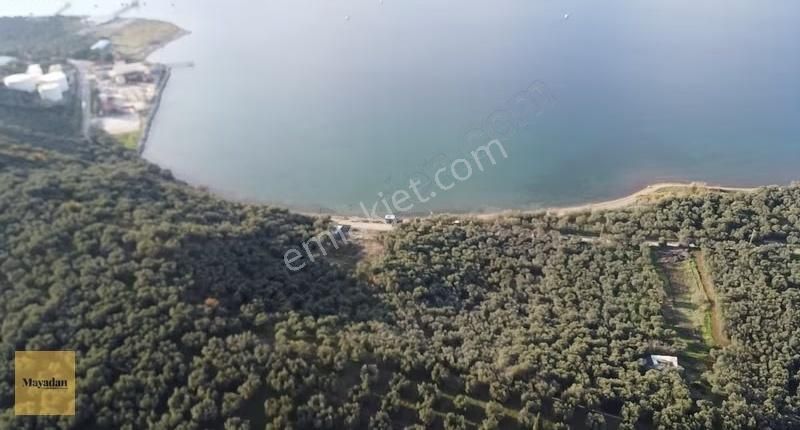 Bandırma Edincikte Deniz Manzaralı 2.260 M² Zeytinlik - Görsel 7