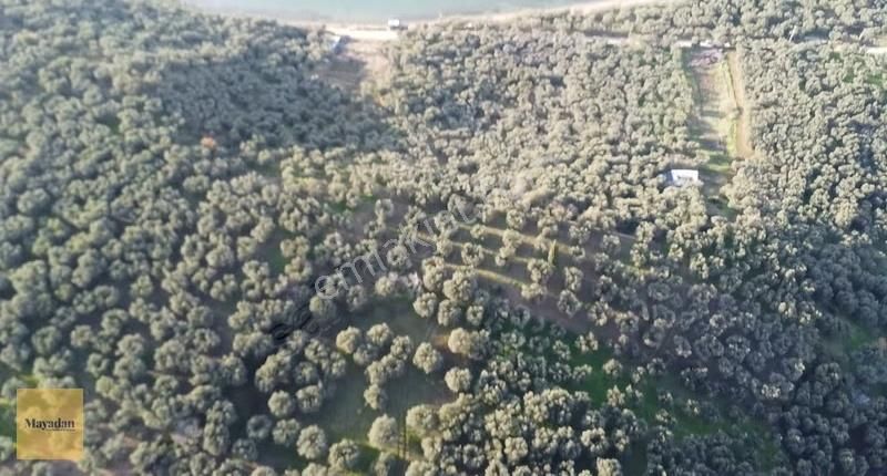 Bandırma Edincikte Deniz Manzaralı 2.260 M² Zeytinlik - Görsel 4