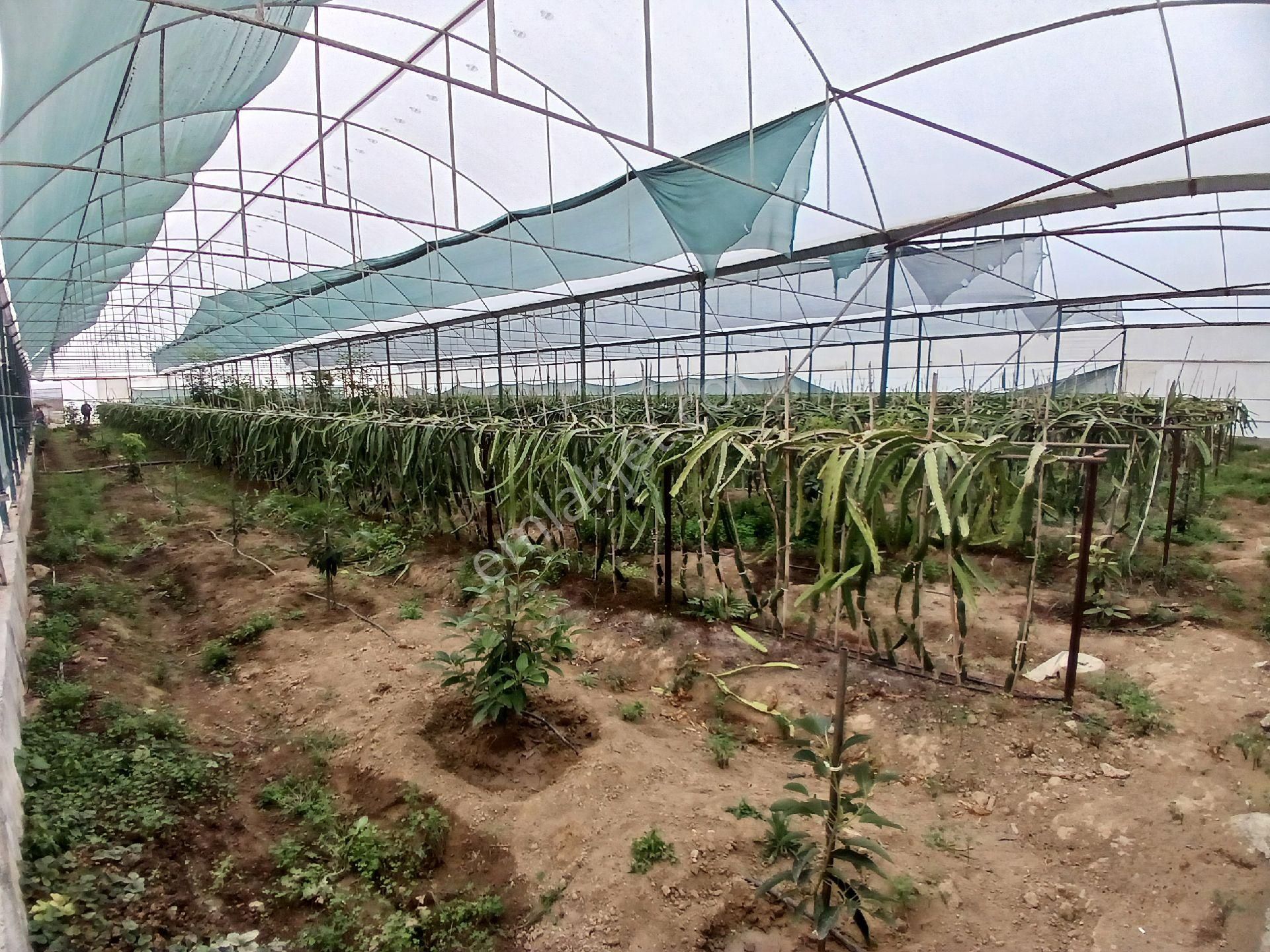 Manavgat Çenger Mahallesinde Satılık 6168 M² Tek Tapu Ve Ejder Meyvesi