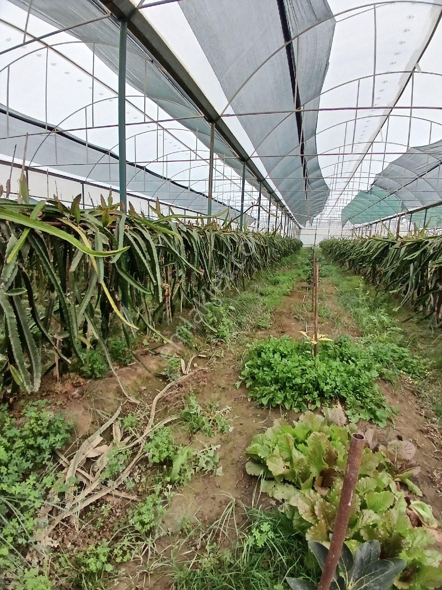 Manavgat Çenger Mahallesinde Satılık 6168 M² Tek Tapu Ve Ejder Meyvesi - Görsel 9