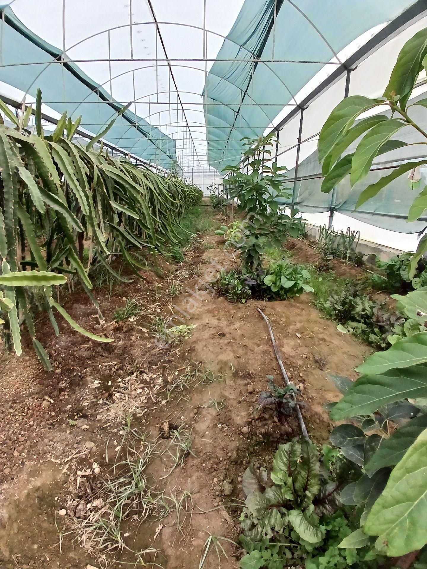 Manavgat Çenger Mahallesinde Satılık 6168 M² Tek Tapu Ve Ejder Meyvesi - Görsel 8