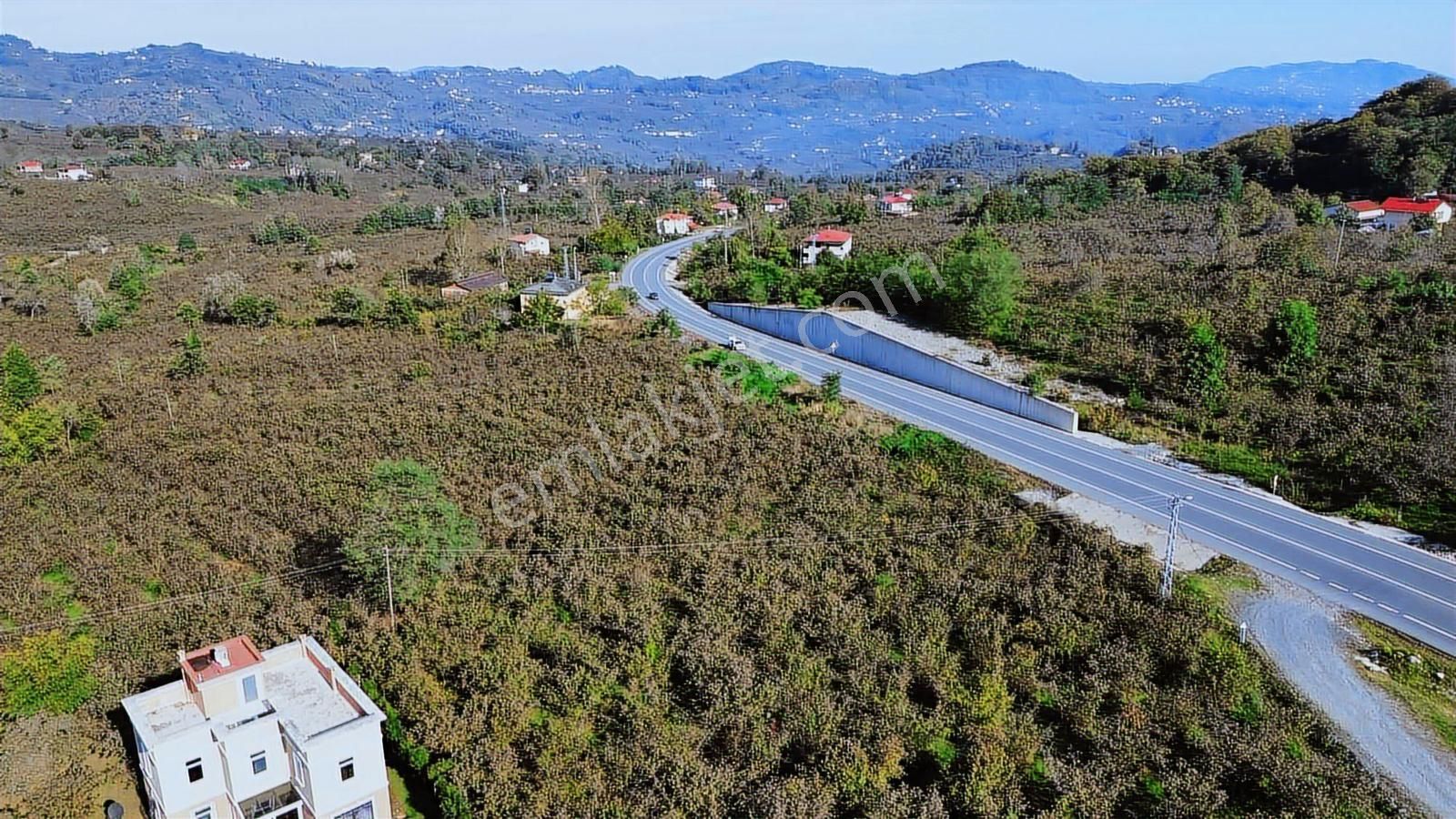 Ulubey Fındıklı Mah. Ana Yola Sıfır 4033m² Fındık Bahçesi - Görsel 4