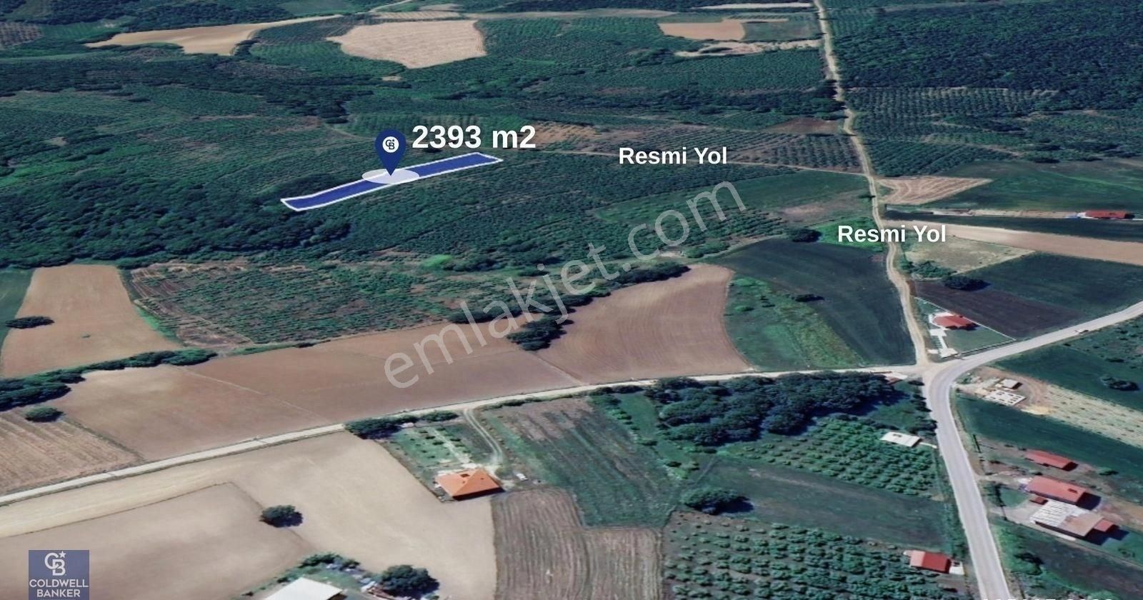 Sakarya Kaynarca Topçu 2392 M2 Satılık Fındık Bahçesi