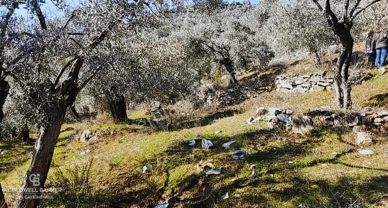 Aydın Germencik Balatçık Satılık 5 Dönüm Fırsat Zeytin Bahçesi! - Görsel 4