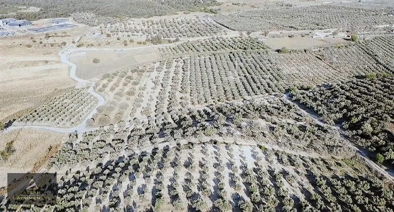 Aslan'dan Foça Gerenköy'de Satılık Tek Tapu Zeytinlik - Görsel 2