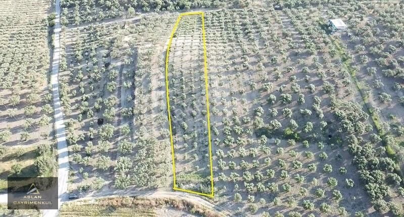Aslan'dan Foça Gerenköy'de Satılık Tek Tapu Zeytinlik - Görsel 7