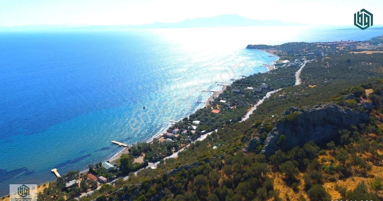 Acil Satılık Kozlu Köyünde Sahile 250mt 1172m2 Satılık Zeytinlik - Görsel 3