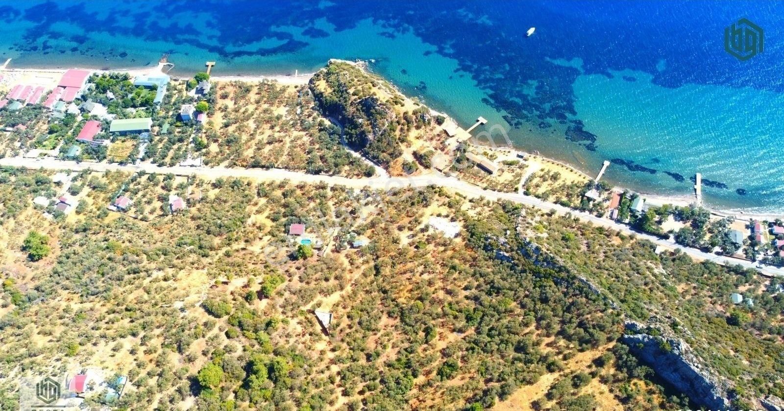 Acil Satılık Kozlu Köyünde Sahile 250mt 1172m2 Satılık Zeytinlik - Görsel 18